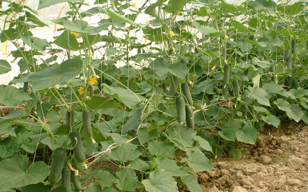 Позив за произвођаче